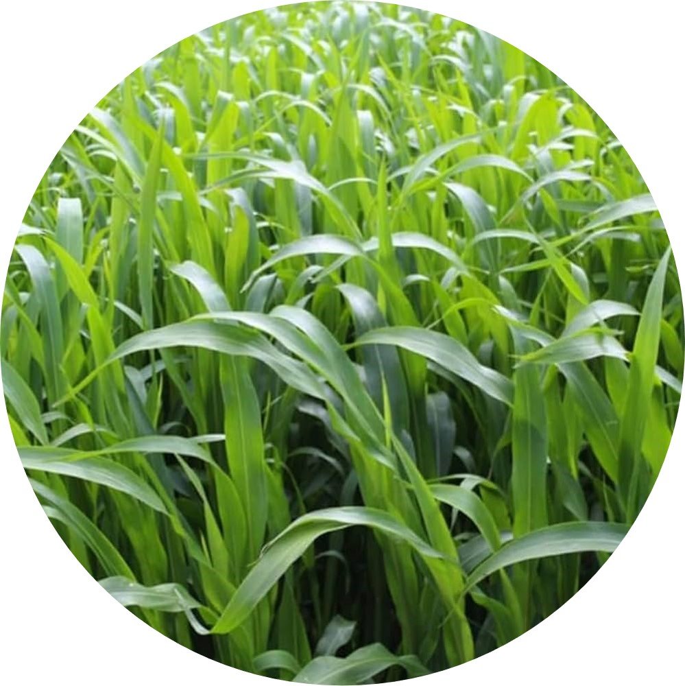FatMax - Multi-Cut SSG (Sudan Grass)
